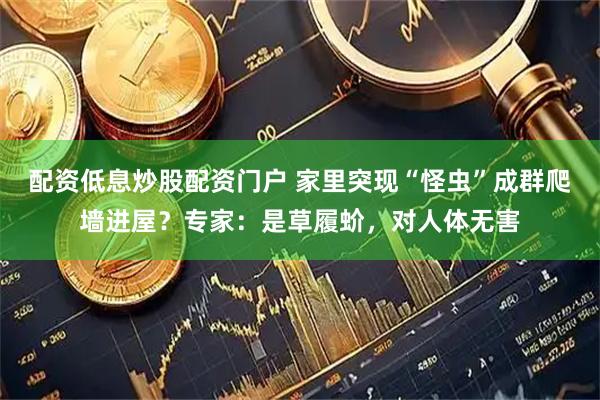 配资低息炒股配资门户 家里突现“怪虫”成群爬墙进屋？专家：是草履蚧，对人体无害